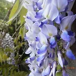 Διαμέρισμα Il Glicine