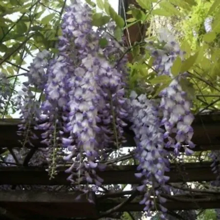 Il Glicine Appartement *