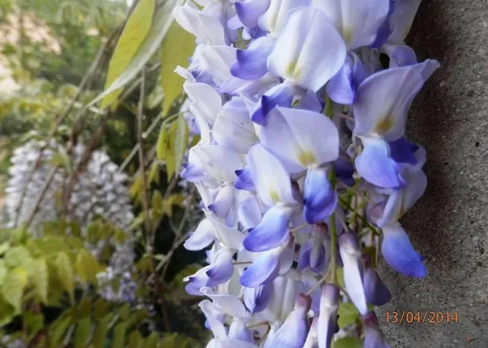 Lejlighed Il Glicine