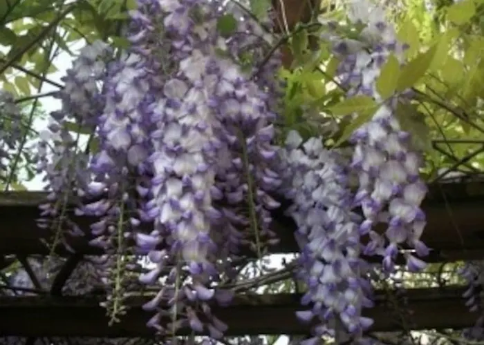 Il Glicine Appartement *