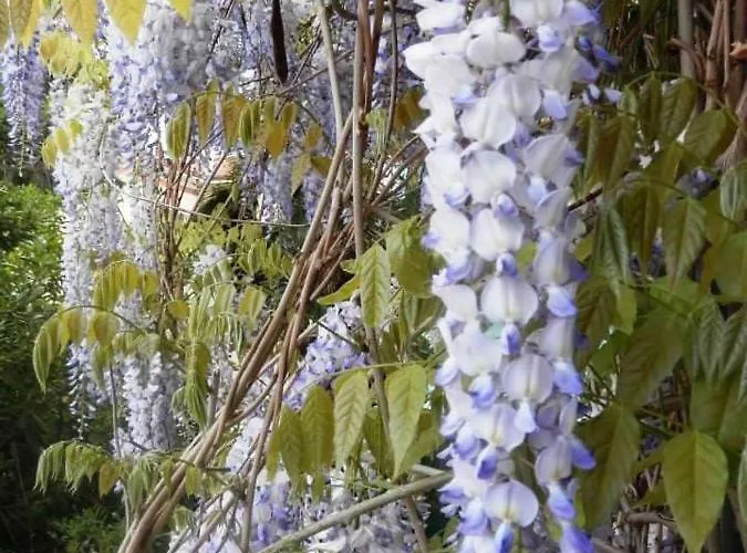 Apartman Il Glicine *